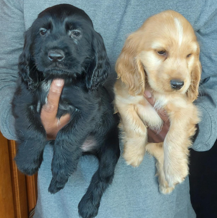 Buy Cocker Splenial Male Boxer Puppy from Vizag